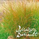 Carex prairie fire colour grass ®