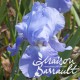 Iris germanica crystal blue