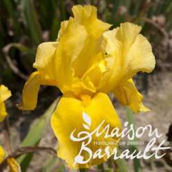 Iris germanica 'Granada Gold'