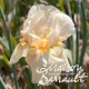 Iris germanica 'Mme. Francois Debat'