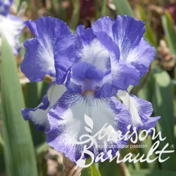 Iris germanica 'Stepping Out'