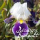 Iris germanica wabash