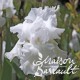 Iris germanica wedding bouquet