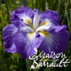 Iris kaempferi gei-sho-ui