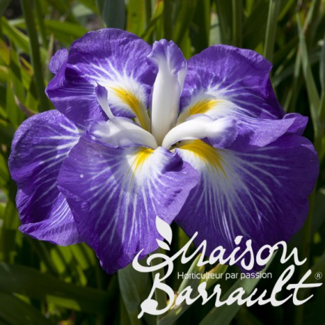 Iris kaempferi (ensata) 'Gei-Sho-Ui'