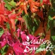 Begonia Bellavista® varié
