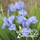 Iris pumila 'Sapphire Gem'