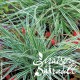 Carex everest
