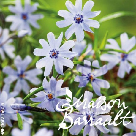 Phlox subulata spring blue