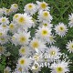 Leucanthemum x superbum crazy daisy