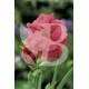 Dianthus plumarius rose joy
