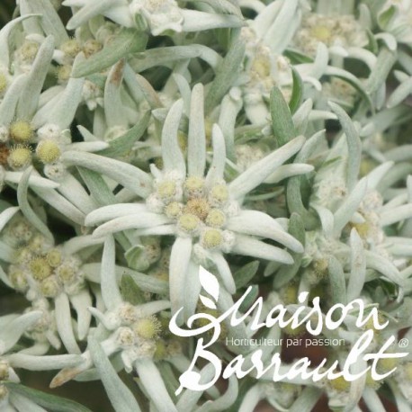 Leontopodium blossom of snow