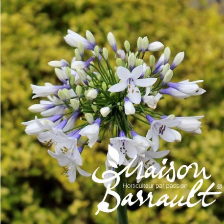 Agapanthus Cloudy Days ®