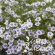 Nierembergia caerulea