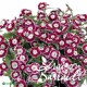 Dianthus Beauties ® olivia sweet