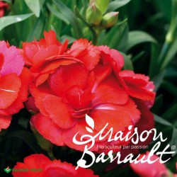 Dianthus oscar ® dark red